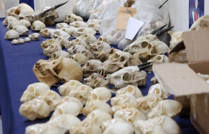 Parigi, pacchi sospetti in aeroporto: agenti doganali trovano 400 teschi di scimmie protette. Destinati a collezionisti e cacciatori americani