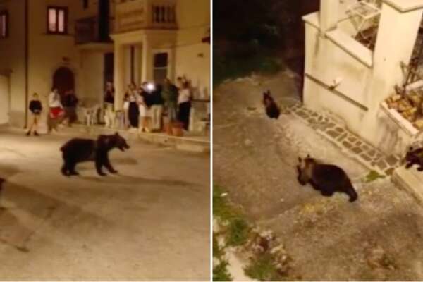 L’Aquila: “Ho sparato per paura” uccidendo l’orsa Amarena. Pochi giorni fa il video in paese con i cuccioli, adesso dispersi