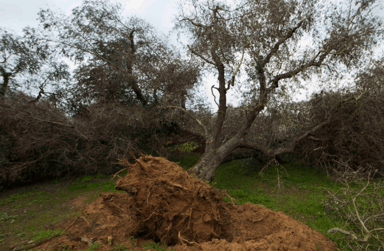 Xylella Fastidiosa: le ambiguità di Giuseppe Conte e le bufale diffuse dal blog di Beppe Grillo