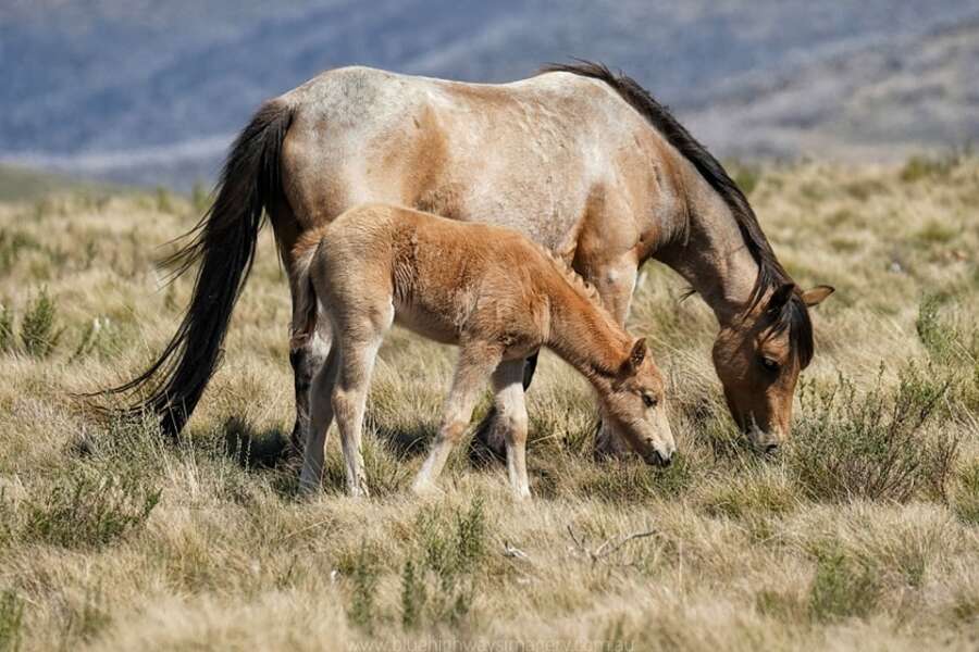 Polemiche in Australia, troppi cavalli selvaggi danneggiano i terreni: cacciatori sugli elicotteri pronti ad abbatterli