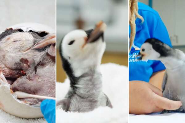 Uovo di pinguino abbandonato dalla madre si schiude grazie all’aiuto umano. Una malformazione del becco impediva al pulcino di uscire