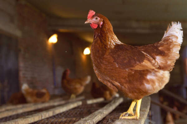 Fileni, ladri staccano la corrente per rubare cavi di rame: 240.000 polli morti per asfissia