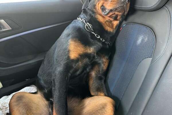 Giallo sul rottweiler precipitato dalla finestra a Roma: parla Emilia, proprietaria di Cody