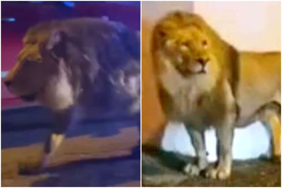 Leone in fuga a Ladispoli, “gabbia aperta, lui buonissimo”: la difesa del circo e il panico tra i cittadini