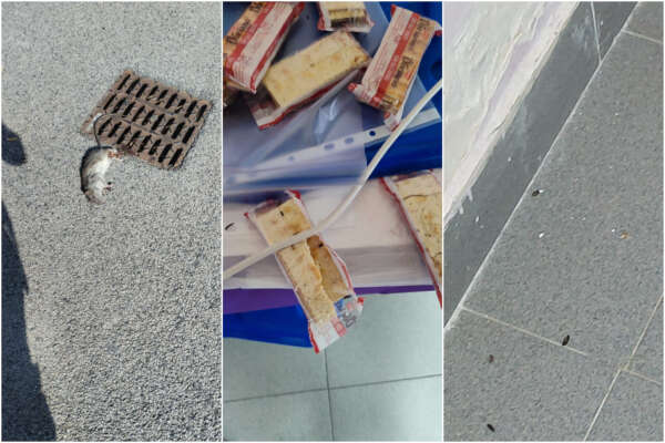 Topi a scuola e merendine mangiucchiate, la proteste dei genitori della Falcone: “Anche nei giochi dell’Infanzia”