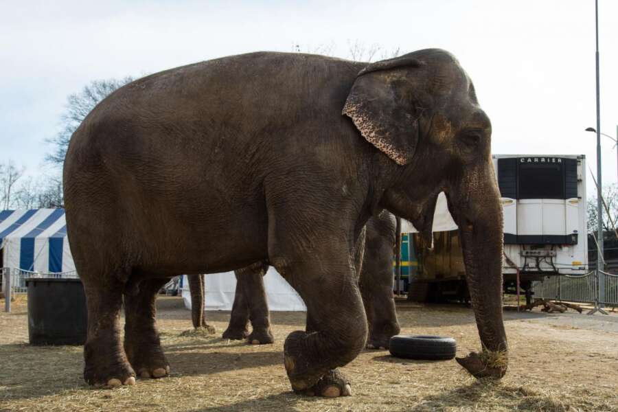 Accadde Oggi 6 dicembre – Un’elefantessa scappa da un circo e se ne va in giro per Roma