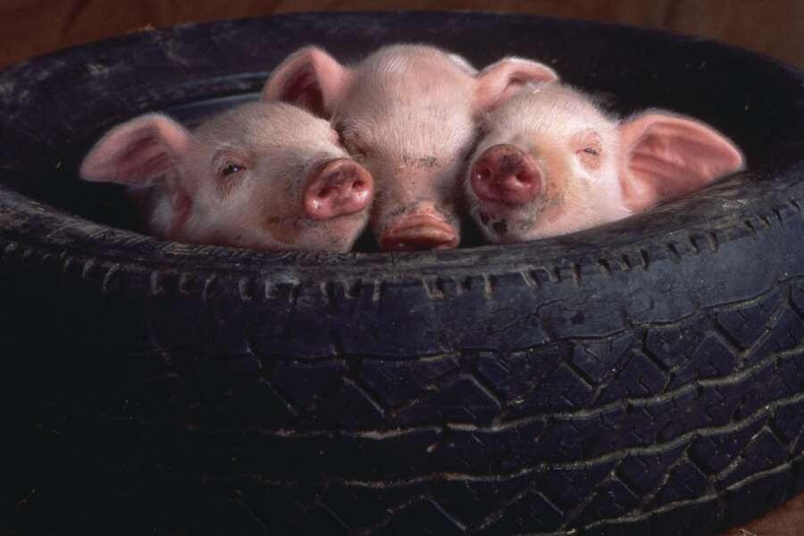 Maialini torturati e uccisi a martellate a Senigallia, l’orrore filmato di nascosto: al via il processo per tre persone