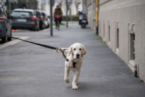 Bolzano, leggi anti-cacca e test del Dna per chi non raccoglie i bisognini dei cani: la guerra ai padroni maleducati fatica a decollare