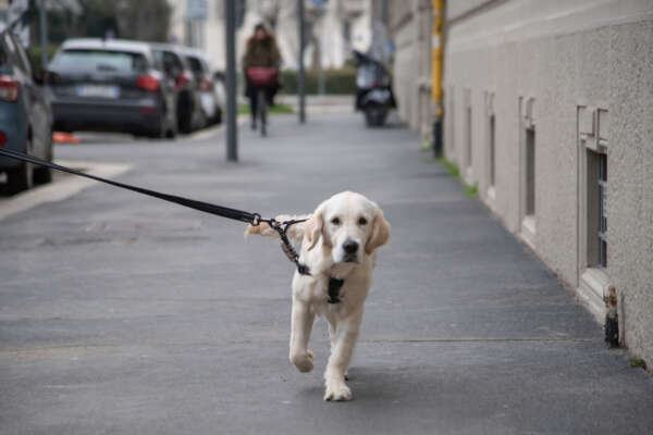 Bolzano, leggi anti-cacca e test del Dna per chi non raccoglie i bisognini dei cani: la guerra ai padroni maleducati fatica a decollare