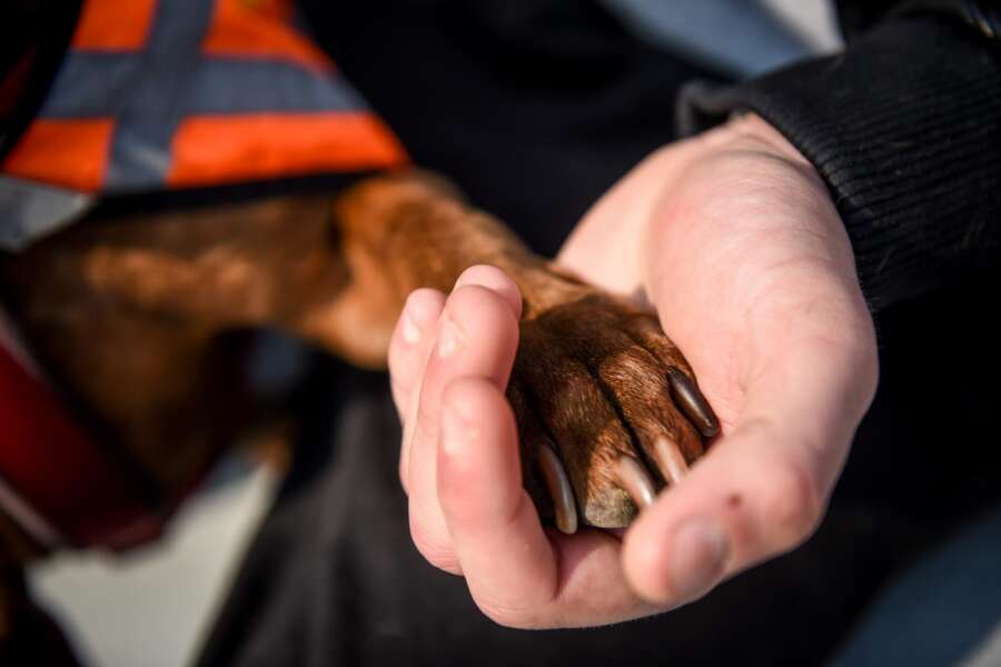 bimba azzannata dal suo cane