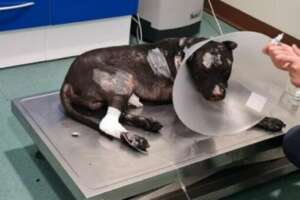 Cane legato a un palo a Palermo e bruciato vivo dal proprietario: il pitbull Aron lotta per la vita ma è gravissimo “serve segnale forte per questa brutalità”