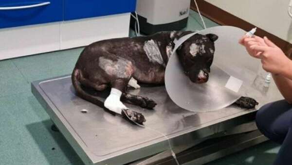 Cane legato a un palo a Palermo e bruciato vivo dal proprietario: il pitbull Aron lotta per la vita ma è gravissimo “serve segnale forte per questa brutalità”