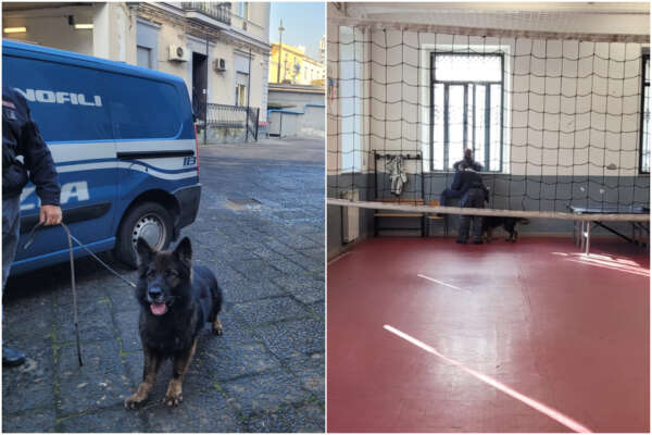 Napoli, blitz con i cani antidroga nelle scuole: controlli a tappeto in aule, palestre e cortili