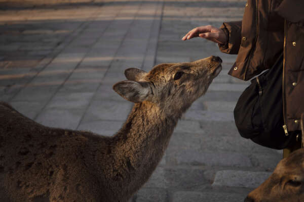 A tourist pat a deer in Nara, Japan, Tuesday, March 17, 2020. (AP Photo/Jae C. Hong)