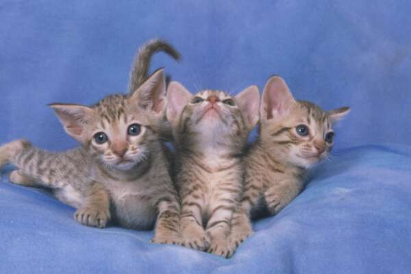 Festa del gatto, in Italia i felini se la passano male: bruciati, scuoiati o uccisi in media 2 mici al giorno