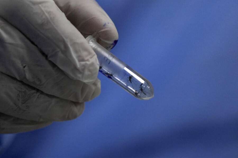 Dengue, primi sintomi e diagnosi del virus: quando bisogna preoccuparsi per la puntura di una zanzara e perché è meglio non uccidere quelle gonfie di sangue