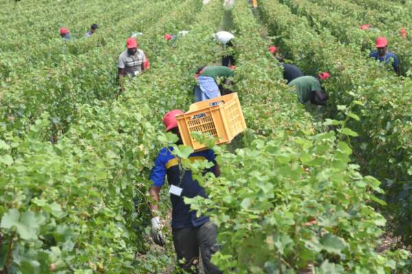 Foto Stefano Cavicchi/LaPresse9/08/2018 Borgonato, Bs, Italia
cronaca
Braccianti di colore impegnati nella raccolta d’uva nell’azienda Berlucchi a Borgonato Nella foto: la vendemmiaphoto Stefano Cavicchi/LaPresse9/08/2018 Borgonato, Bs, Italia
News
Grape harvest at Berlucchi in BorgonatoIn the pic: harvest