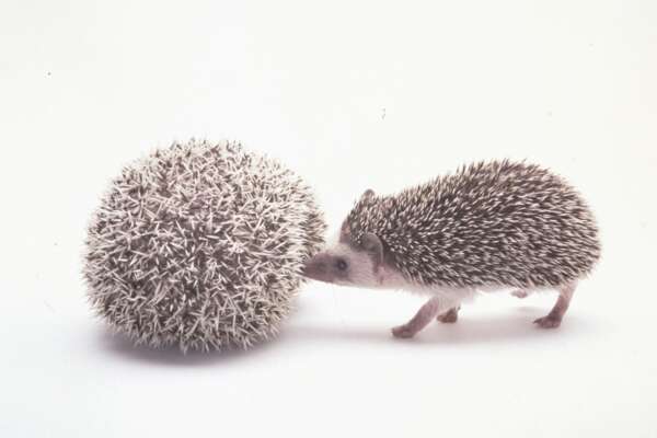 Donna salva ‘cucciolo di riccio ferito’ e abbandonato in strada, dal veterinario l’amara scoperta: è un pon pon. Lei: “Ecco perché era leggero e soffice”