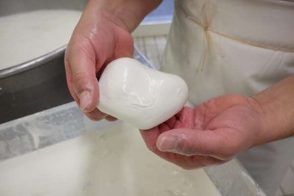 Lotto di Mozzarelle ritirato dal commercio, quali sono e cosa rischia chi le consuma: l’allerta del Ministero della Salute