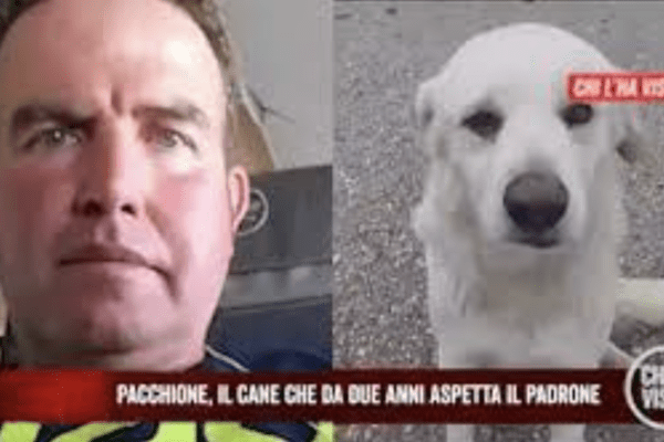 Il cane Pacchione aspetta il padrone scomparso da due anni sempre nello stesso punto: la storia commovente a “Chi l’ha visto?”