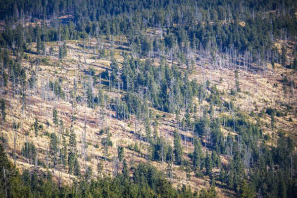 La deforestazione è in calo, ma per salvare l’ecosistema non basta
