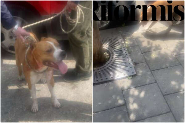 Pitbull sbrana barboncino a Napoli, malore per la padrona: “Abbandonato da uomo in scooter”