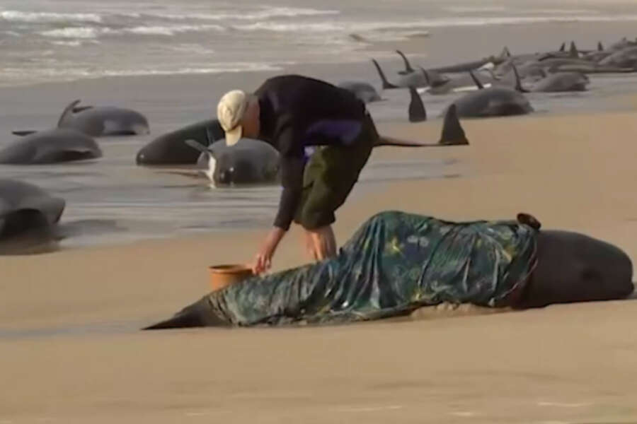 Oltre 160 balene spiaggiate in massa, il ritrovamento: colpa del loro rapporto solidale ‘non lasciano nessuno indietro’. Video