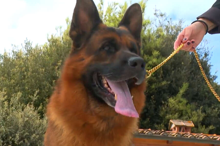 Gunther VI è ‘il cane che spende 40mila euro al mese’: è lui il più ricco del mondo con un patrimonio di 500 milioni di euro oltre a ville, staff e autista