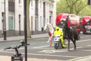 Il video dei cavalli insanguinati e in fuga per le strade di Londra: schianto contro autobus e persone ferite