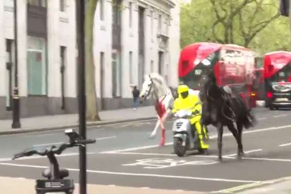 Il video dei cavalli insanguinati e in fuga per le strade di Londra: schianto contro autobus e persone ferite