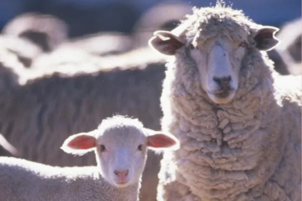 Lecce, elettore va a votare in compagnia di una pecora: stupore al seggio