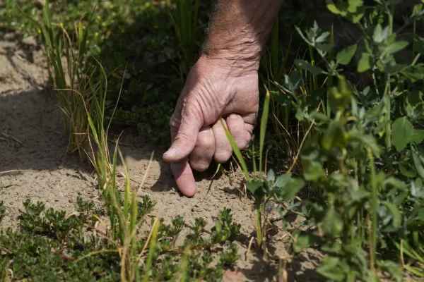 Agricoltura, all’Europa non interessa innovare: l’oscurantismo politico è un lusso medievale che fa davvero paura