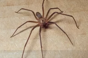 Paura per il morso del ragno violino, due morti in pochi giorni. Cosa fare e come riconoscerlo