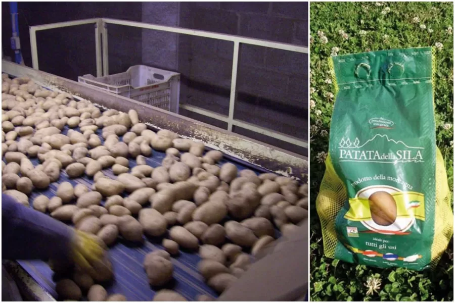 Il segreto della Patata della Sila, intervista a Pietro Tarasi: “Un ‘miracolo’ grazie a innovazione e associazionismo”