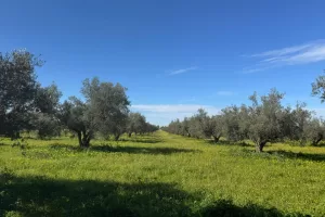 Tunisia, il piano Mattei più forte delle sirene cinesi: l’asse con l’Italia tra agricoltura, artigianato ed energia