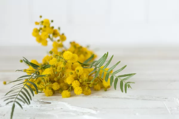 La mimosa avvelenata, il ddl femminicidio e la disposizione infelice: quando l’obiettivo è solo nominarlo nel codice penale