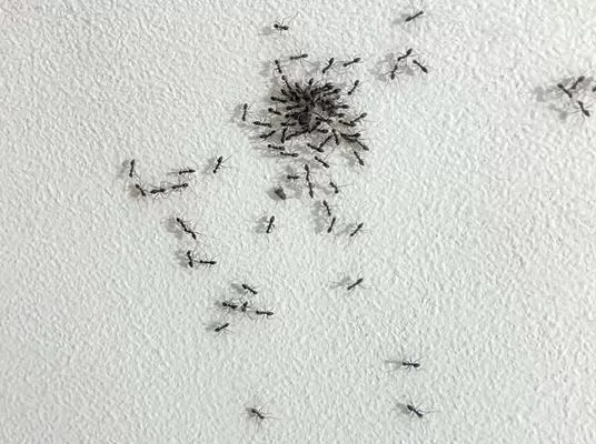 Nel formicaio di Barison non si muore, si scompare: Kafka senza allegoria, Beckett senza deserto, Bernhard senza musica Nel formicaio di Barison non si muore, si scompare: Kafka senza allegoria, Beckett senza deserto, Bernhard senza musica