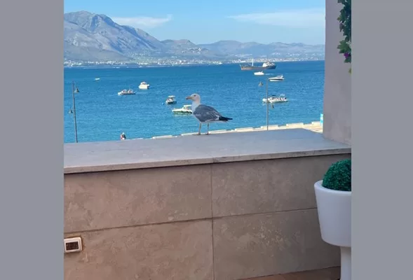 Abbruzzese e il suo nuovo amico pennuto, l’interpretazione andreottiana alla foto del gabbiano