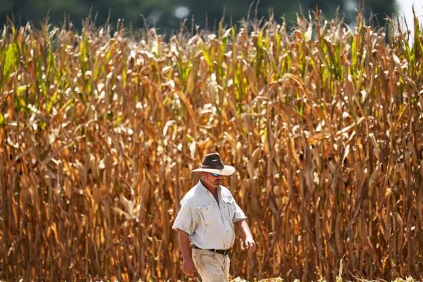 A farmer walks along his rows of seed corn during harvest in temperatures over 100 degree heat, (37 C) Tuesday, July 29, 2025 near Albany, Ga. (AP Photo/Mike Stewart)