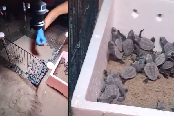 Festa a Ischitella, nate 80 tartarughe Caretta caretta: “La prossima notte altra schiusa”