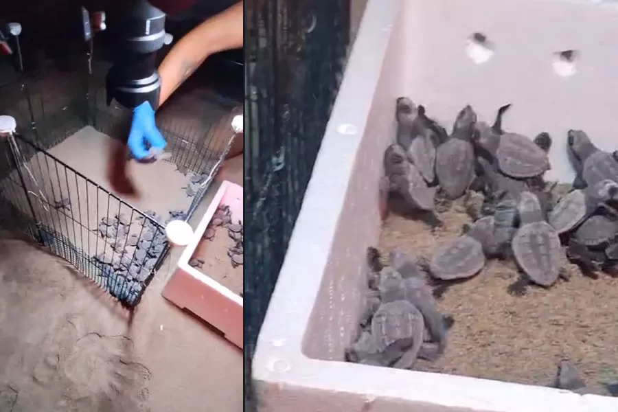 Festa a Ischitella, nate 80 tartarughe Caretta caretta: “La prossima notte altra schiusa”