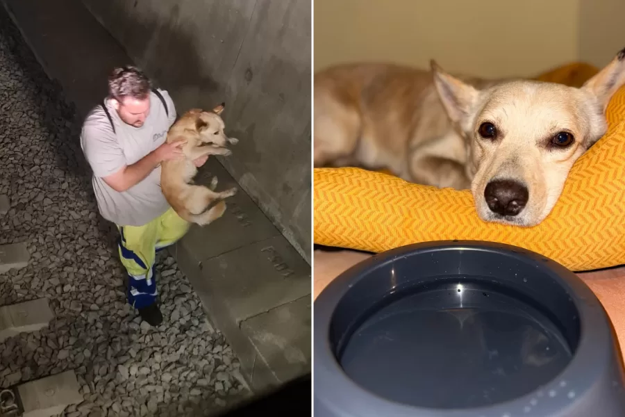 Elvis, il cagnolino salvato nel tunnel dell’alta velocità: “Era immobile al lato del binario. Ora sogna una nuova casa, ma prima va operato”