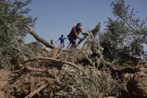 Palestinian farmer Kazem Al-Hajj Muhammad checks the olive trees that were uprooted from his land following an Israeli military raid in the West Bank village of Al-Mughayyir, Sunday, Aug. 24, 2025. (AP Photo/Majdi Mohammed) Palestinian farmer Kazem Al-Hajj Muhammad checks the olive trees that were uprooted from his land following an Israeli military raid in the West Bank village of Al-Mughayyir, Sunday, Aug. 24, 2025. (AP Photo/Majdi Mohammed)