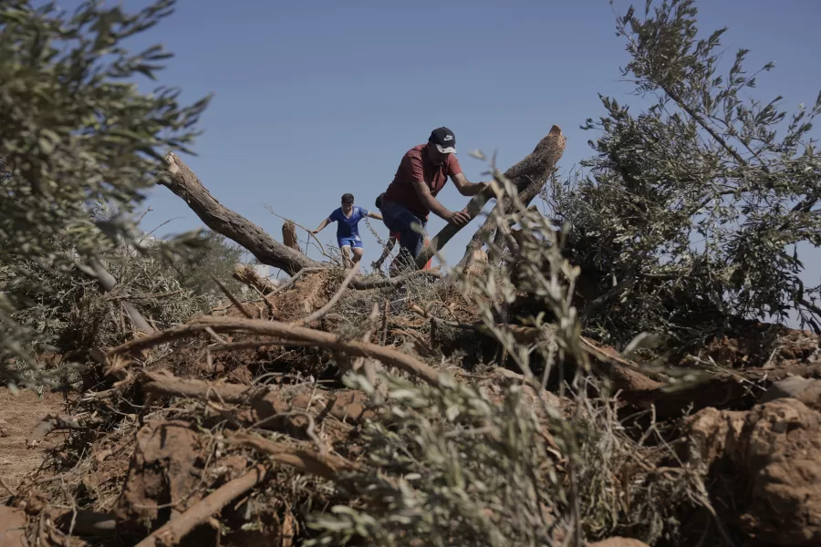 Palestinian farmer Kazem Al-Hajj Muhammad checks the olive trees that were uprooted from his land following an Israeli military raid in the West Bank village of Al-Mughayyir, Sunday, Aug. 24, 2025. (AP Photo/Majdi Mohammed)