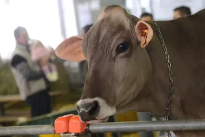 In Italia hanno chiuso 19mila stalle e c’è un problema di dipendenza dall’estero