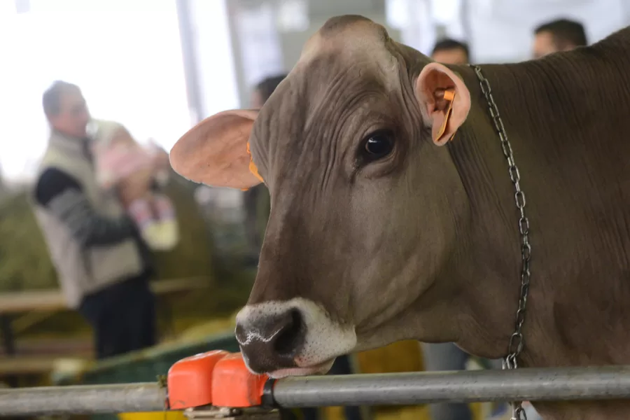 In Italia hanno chiuso 19mila stalle e c’è un problema di dipendenza dall’estero