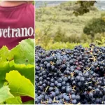 Vino, competitività e mercati globali, la sfida della tenuta di Montevetrano: “Trovare giovani che vogliano lavorare in campagna”