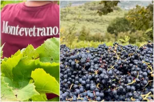 Vino, competitività e mercati globali, la sfida della tenuta di Montevetrano: “Trovare giovani che vogliano lavorare in campagna”