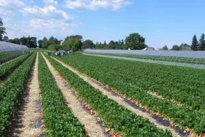 AGCI AGRITAL
SETTORE AGRICOLO
ASSOCIAZIONE COPERATIVE ITALIANE
CAMPO CAMPI COLTIVATO COLTIVATI
SERRA SERRE
AGRICOLTURA AGCI AGRITAL
SETTORE AGRICOLO
ASSOCIAZIONE COPERATIVE ITALIANE
CAMPO CAMPI COLTIVATO COLTIVATI
SERRA SERRE
AGRICOLTURA