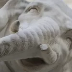 Non è originale il frammento di zanna dell’elefantino del Bernini